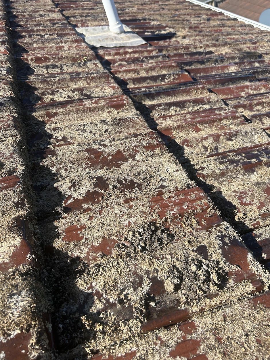 Terracotta tile roof heavily covered in lichen and moss, needing cleaning in South-West Sydney